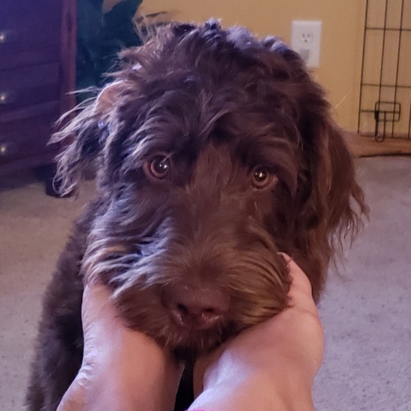 Meet your Posher, Milana - Picture 1 of 1